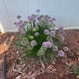 Meet your Posher, Mildred